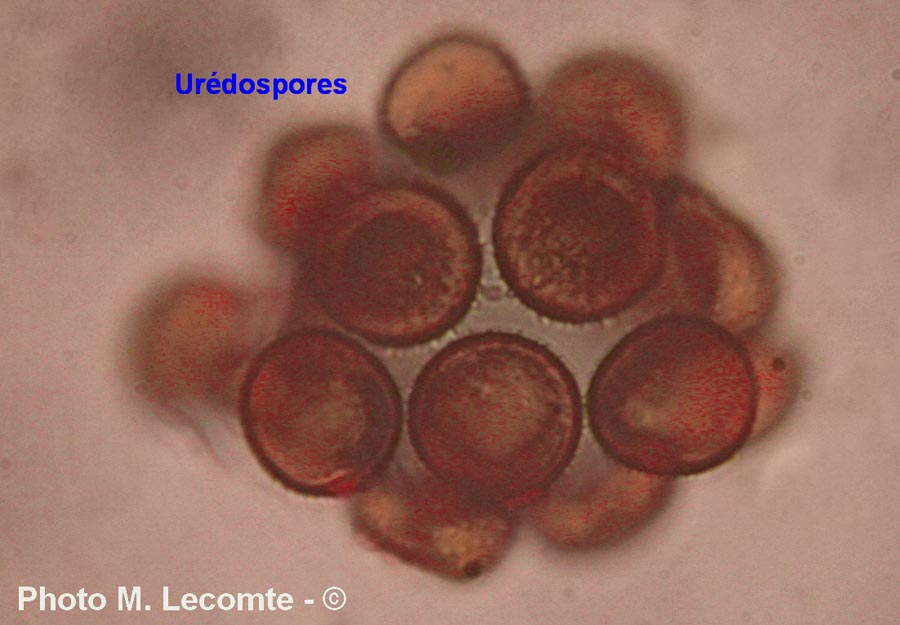 Puccinia taraxaci