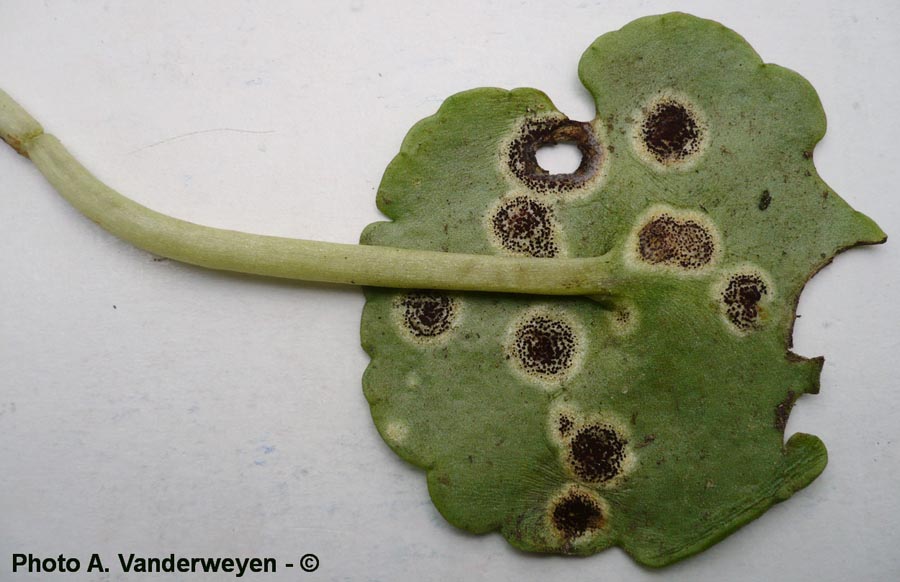 Puccinia umbilici