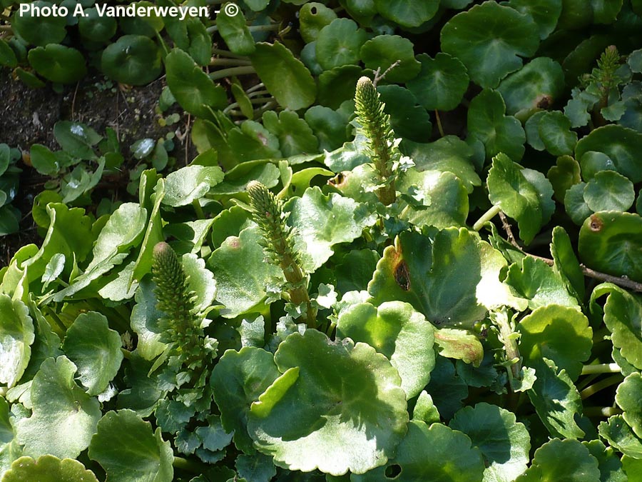 Puccinia umbilici