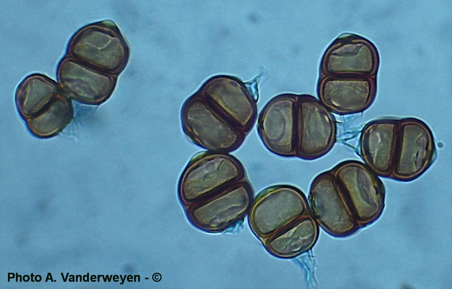 Puccinia umbilici