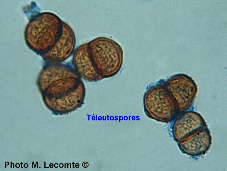 Puccinia umbilici