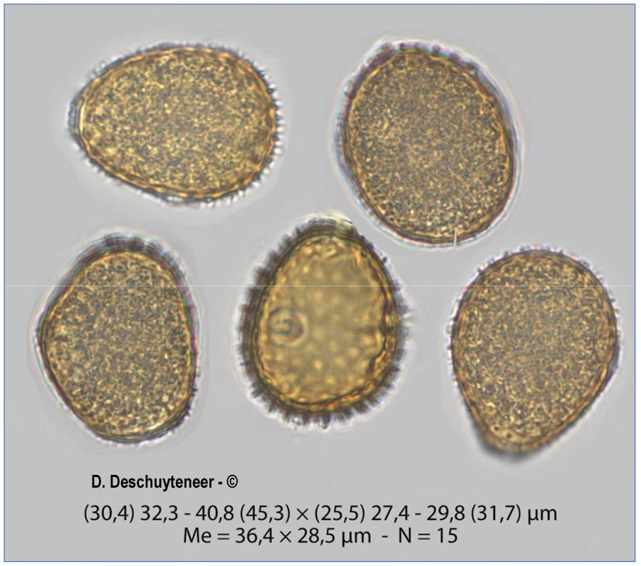 Puccinia urticae-acutiformis