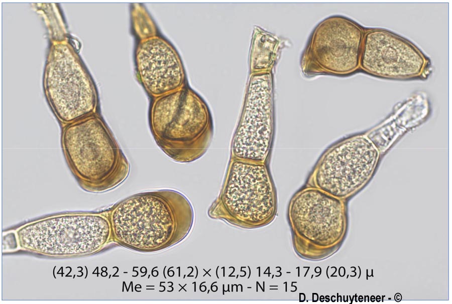 Puccinia urticae-acutiformis