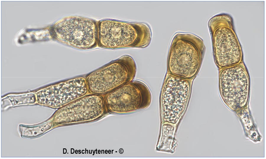 Puccinia urticae-acutiformis