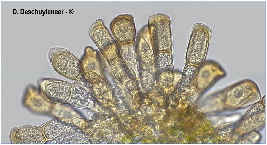 Puccinia urticae-acutiformis