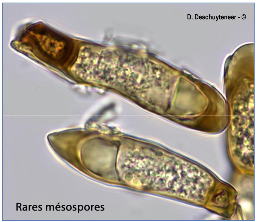 Puccinia urticae-hirtae