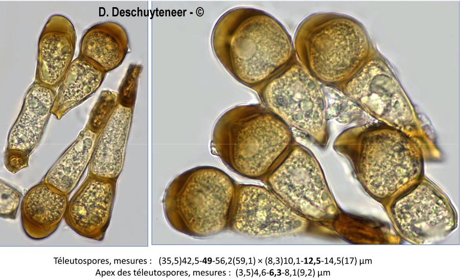 Puccinia urticae-hirtae