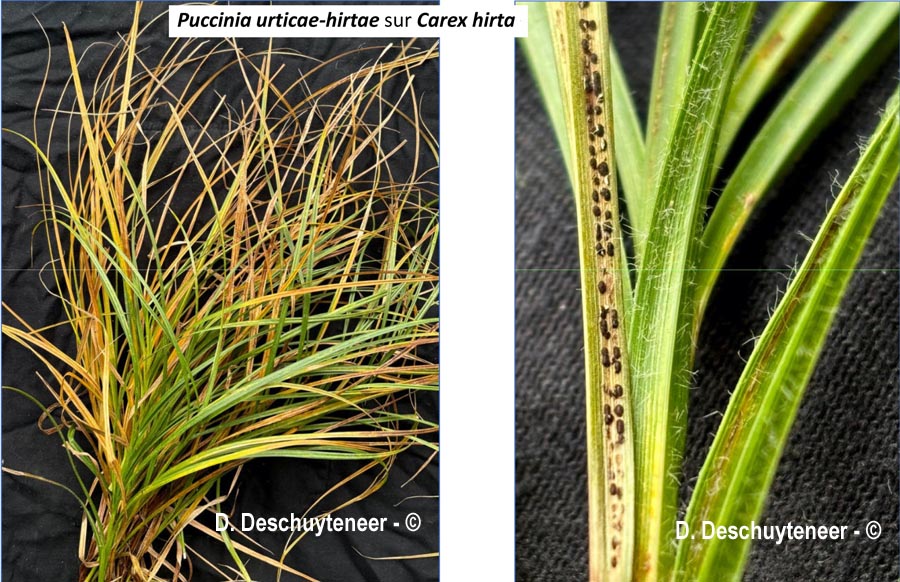 Puccinia urticae-hirtae