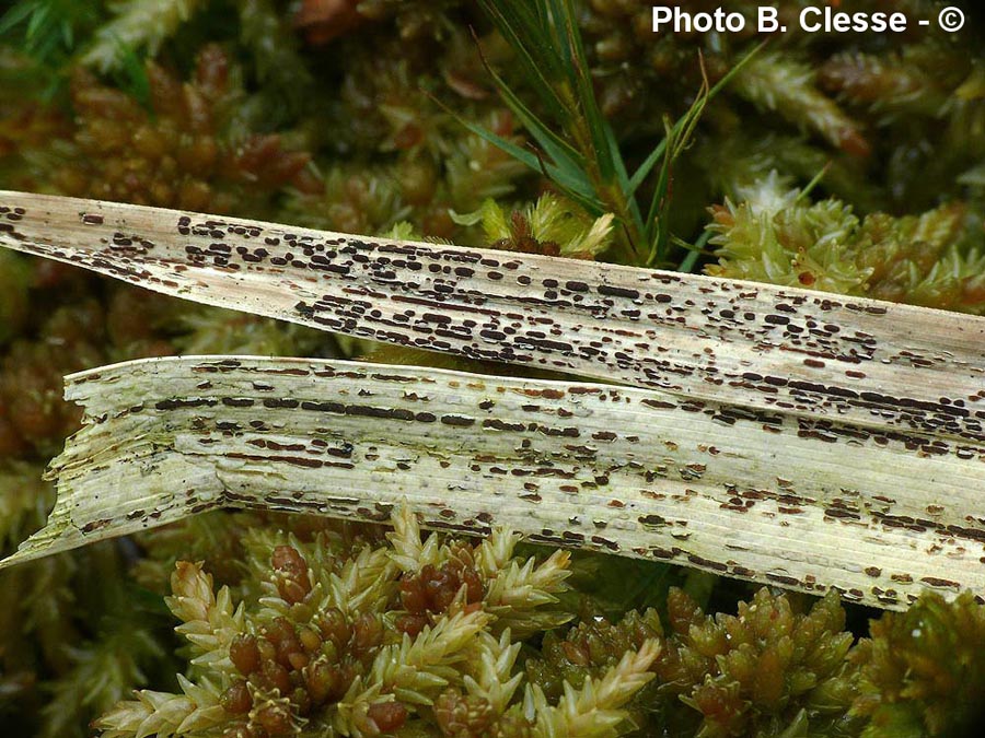 Puccinia urticata var.urticae-inflatae