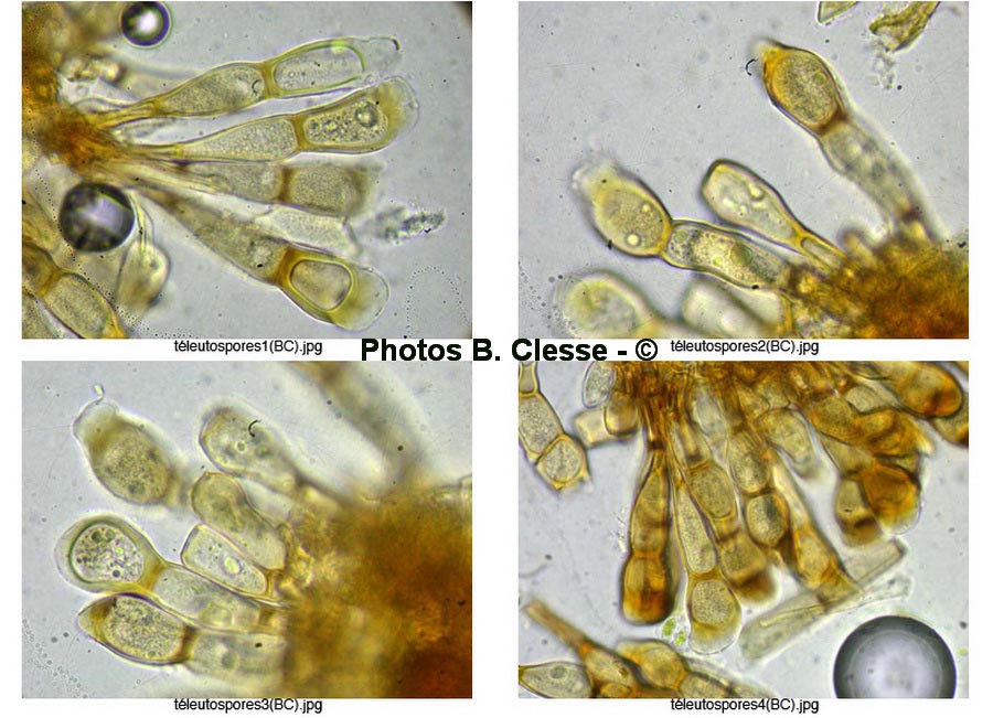 Puccinia urticata var.urticae-inflatae