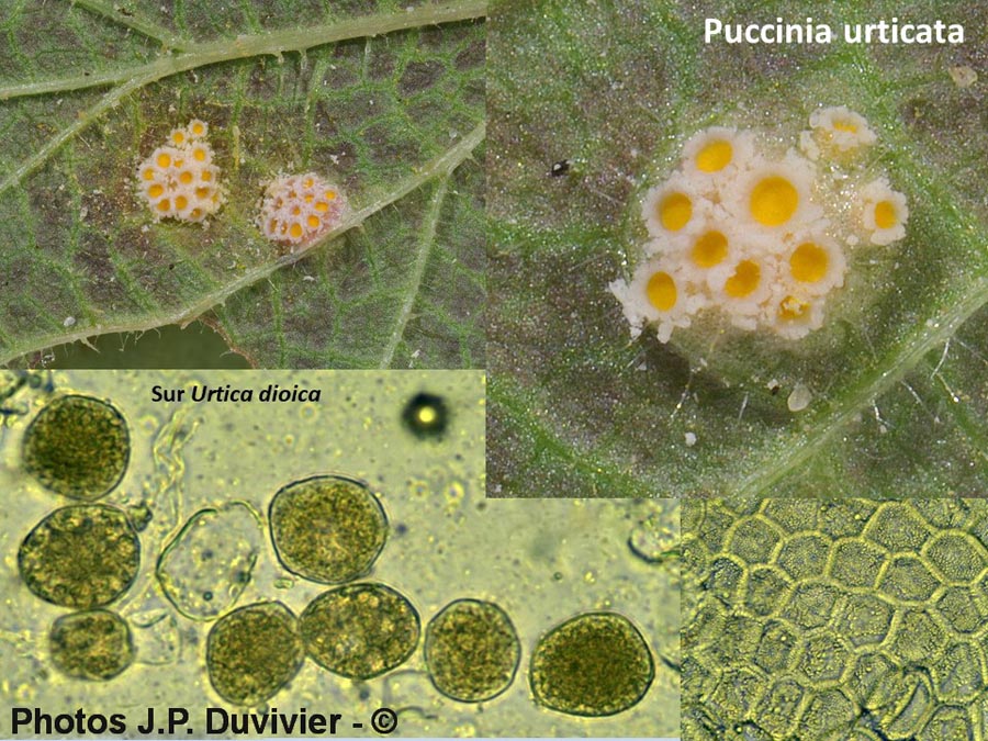 Puccinia urticata