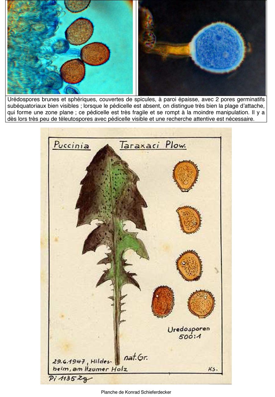 Puccinia variabilis