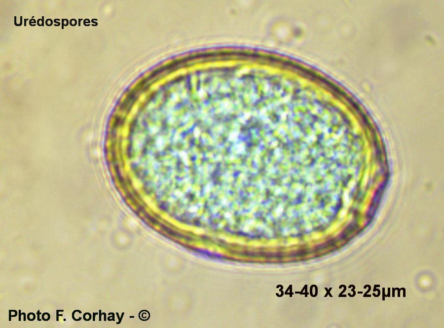 Puccinia vincae