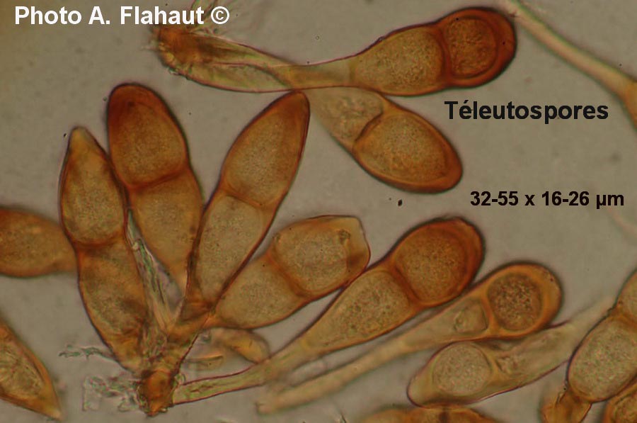 Puccinia magnusiana