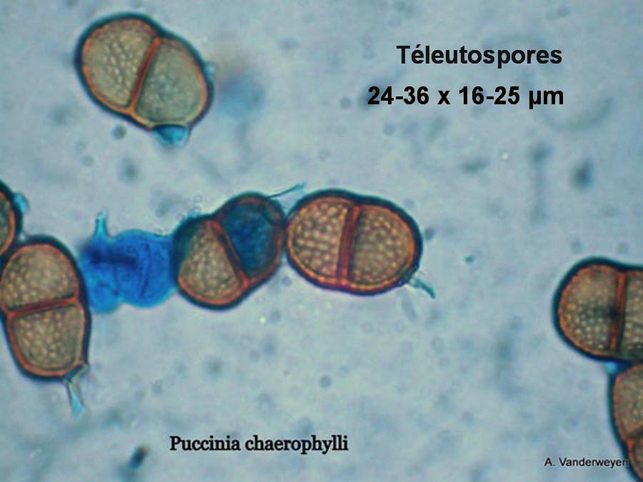 Puccinia chaerophylli