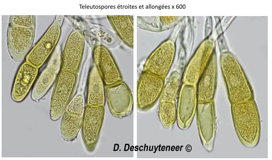 Puccinia modiolae