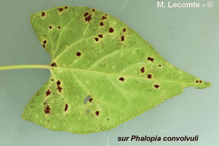 Rouille inconnue sur Fallopia convolvulus (renouée faux-liseron)