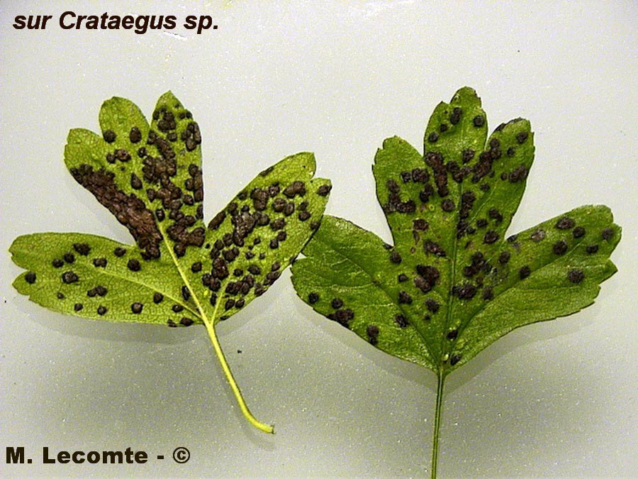 Rouille indéterminée sur Crataegus sp.