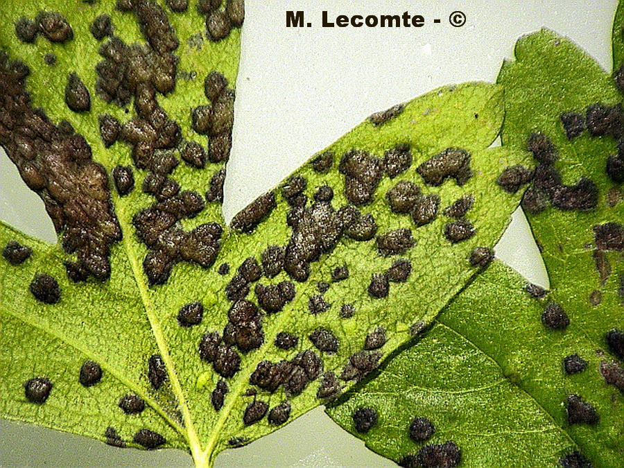 Rouille indéterminée sur Crataegus sp.