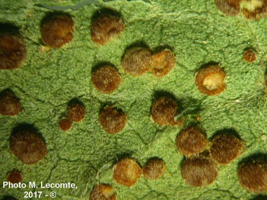 Trachyspora intrusa