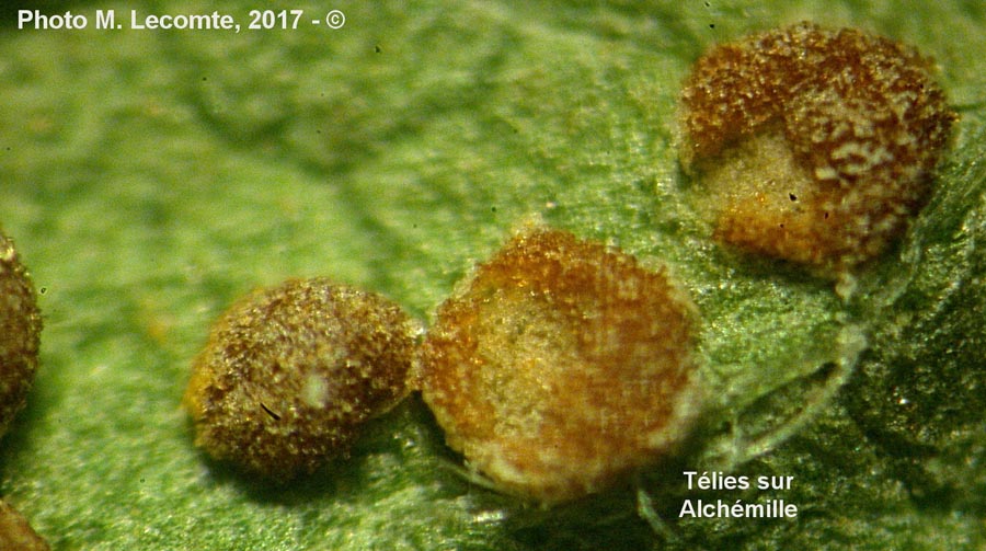 Trachyspora intrusa