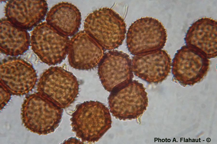 Tranzscheila anemones (= Tranzscheila fusca)