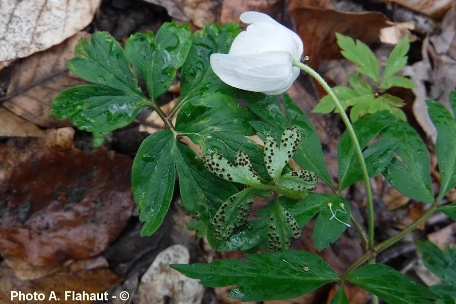 Tranzscheila anemones (= Tranzscheila fusca)