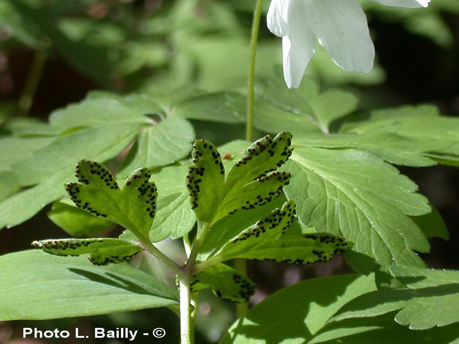 Tranzscheila anemones