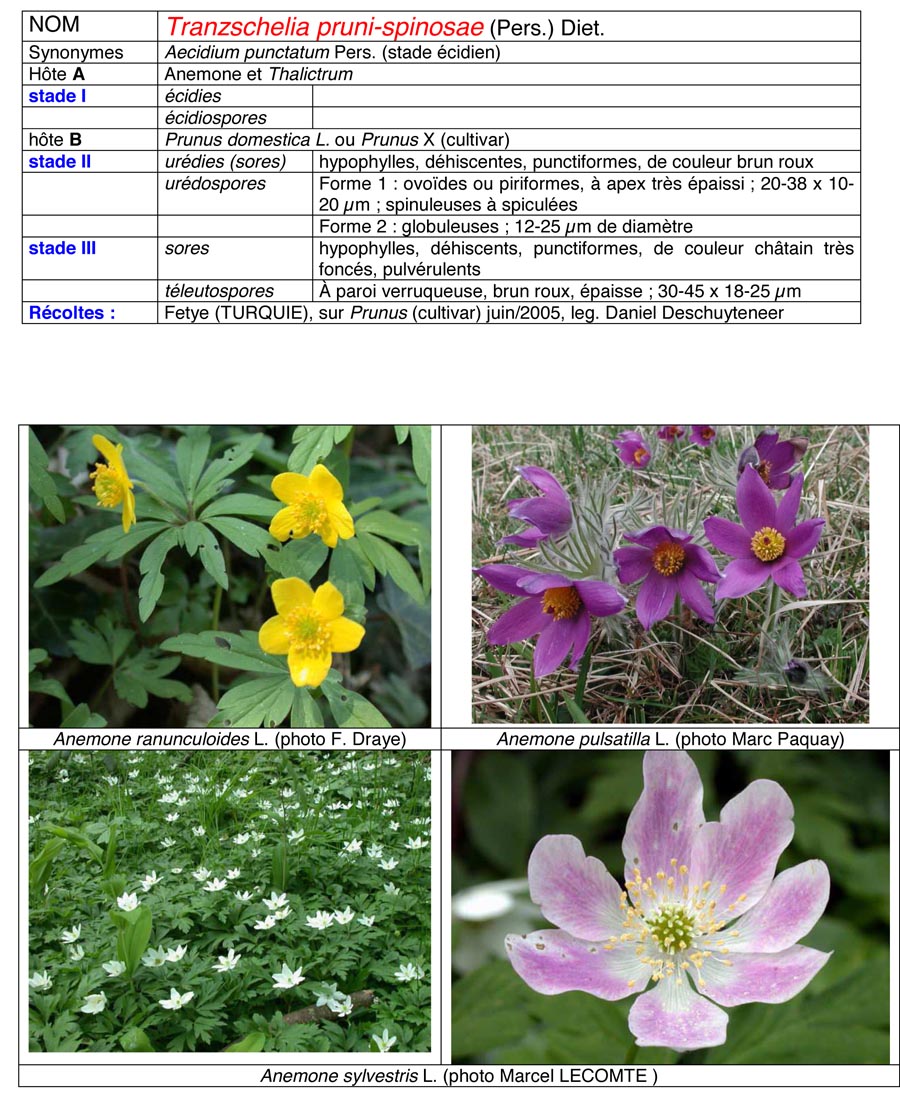 Tranzschelia pruni-spinosae