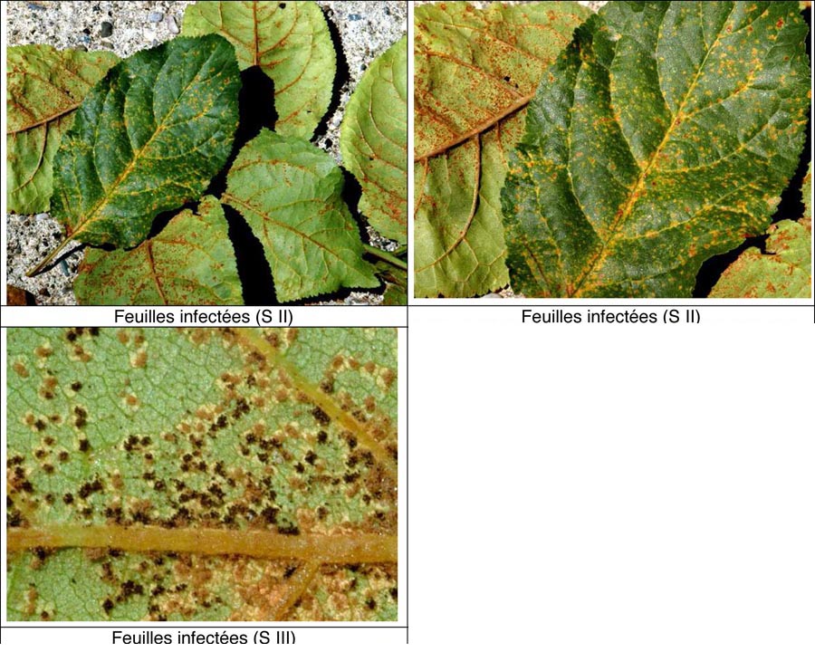 Tranzschelia pruni-spinosae