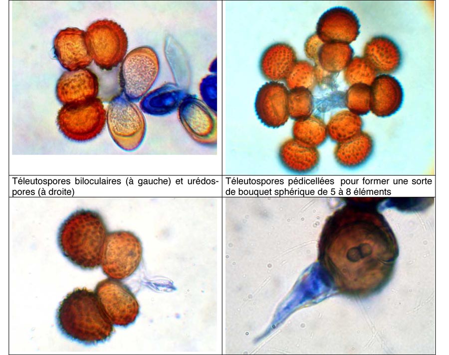 Tranzschelia pruni-spinosae