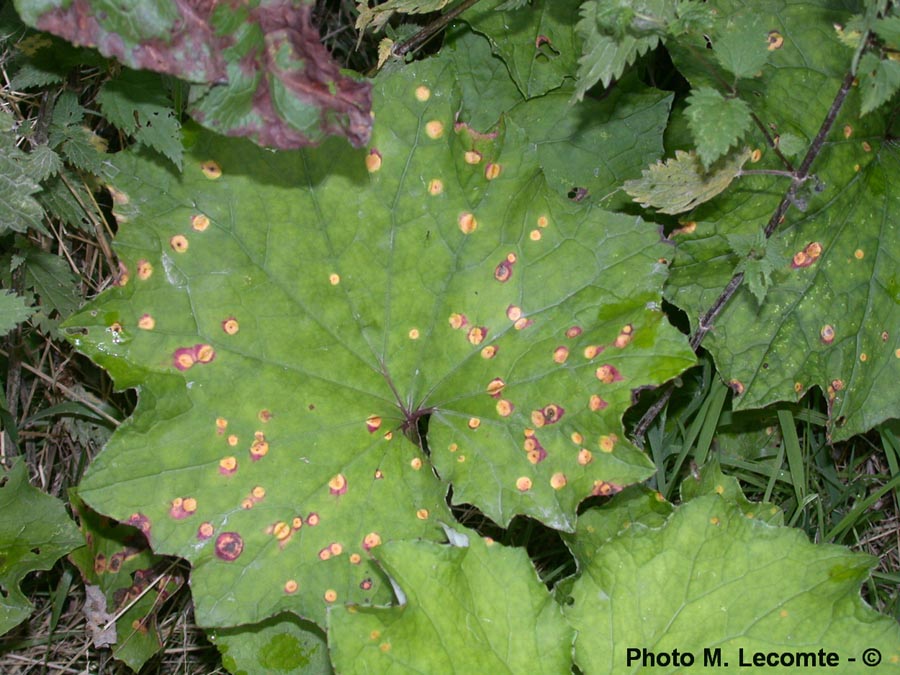 Tussilago farfara