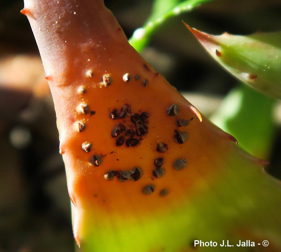 Uromyces aloes