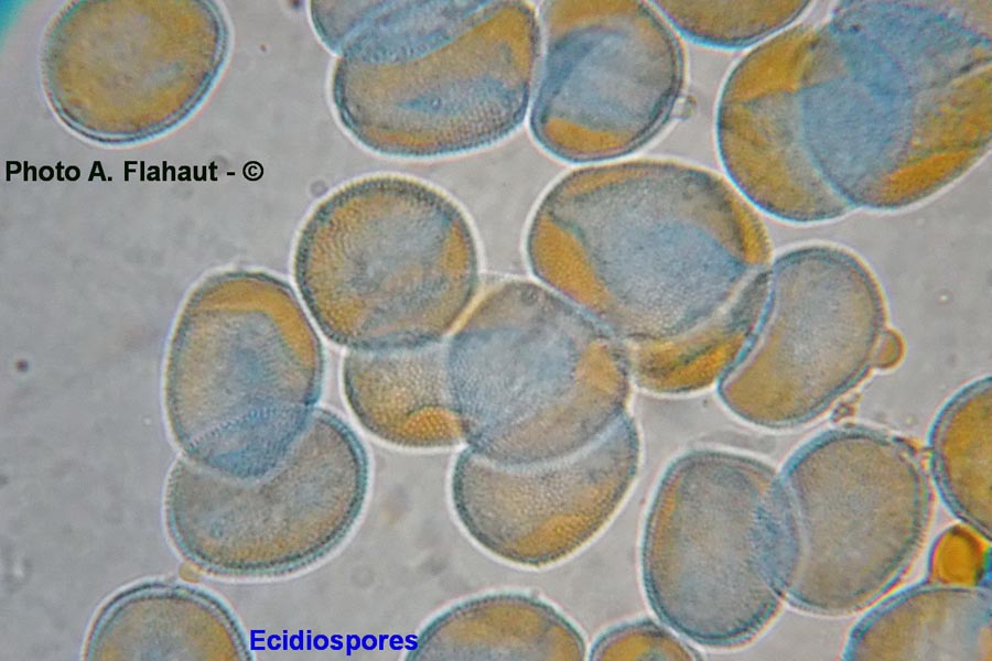 Uromyces chenopodii