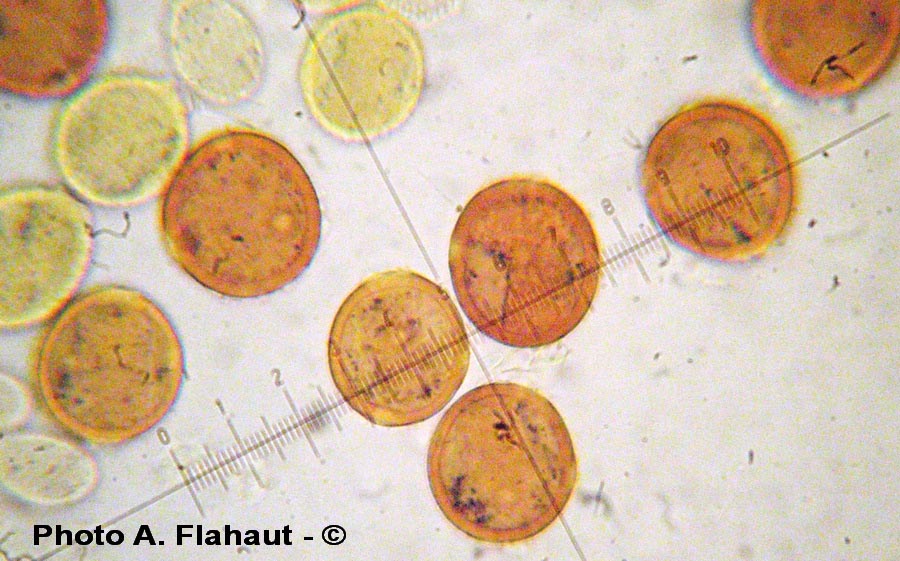 Uromyces euphorbiae-corniculati