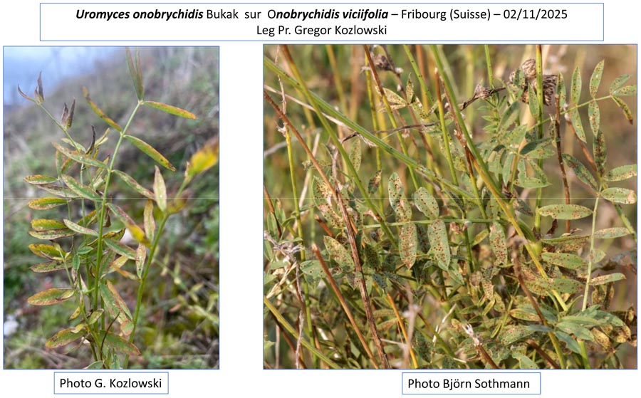 Uromyces onobrychidis
