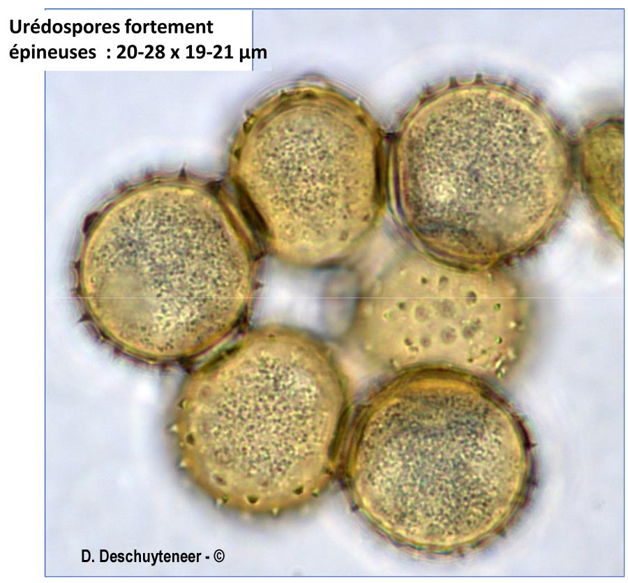 Uromyces appendiculatus
