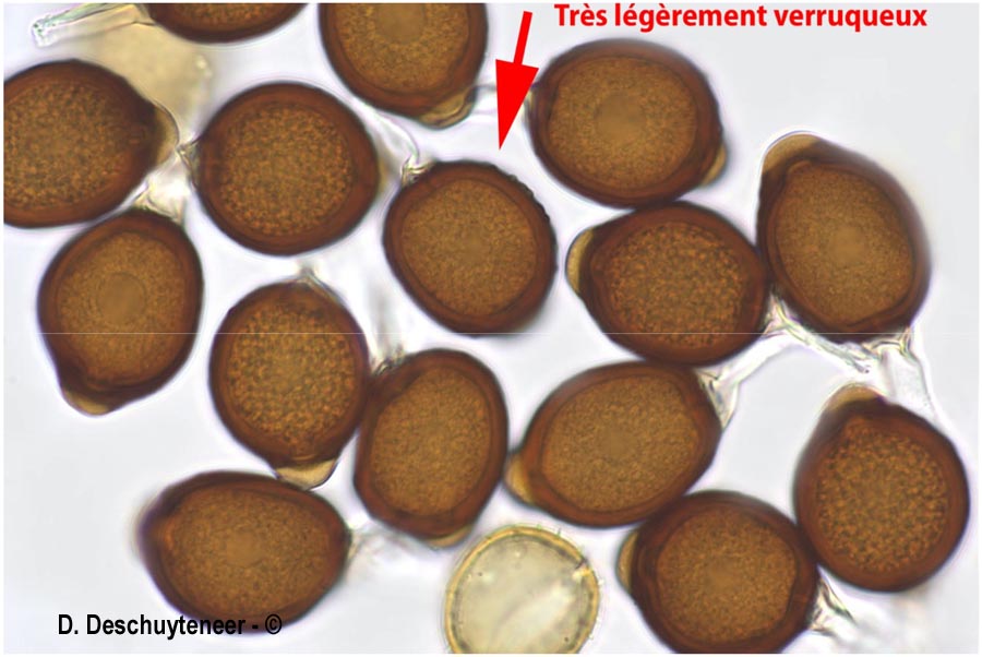 Uromyces appendiculatus