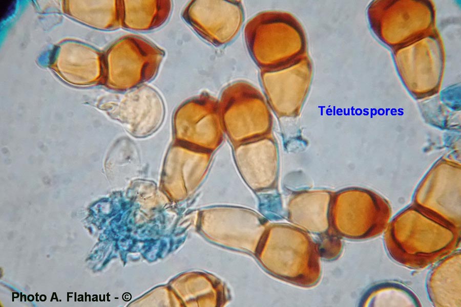 puccinia polygonii-amphibii