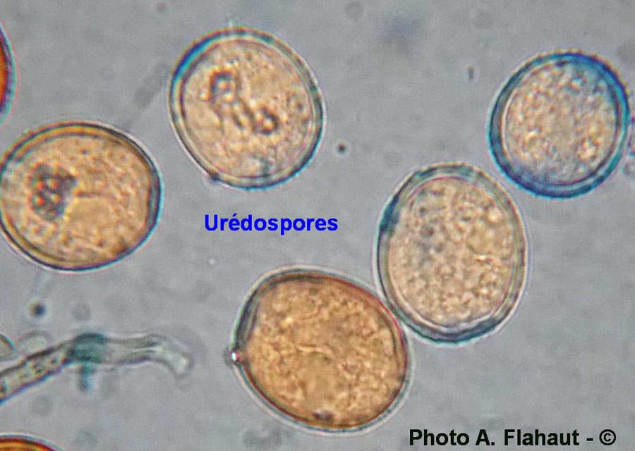 puccinia polygonii-amphibii