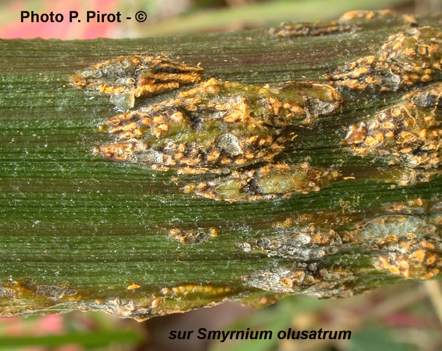 Rouille indéterminée sur Smyrnium olusatrum