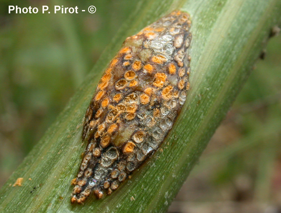 Rouille indéterminée sur Smyrnium olusatrum