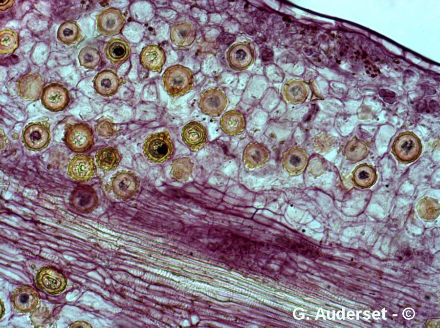 Peronospora parasitica