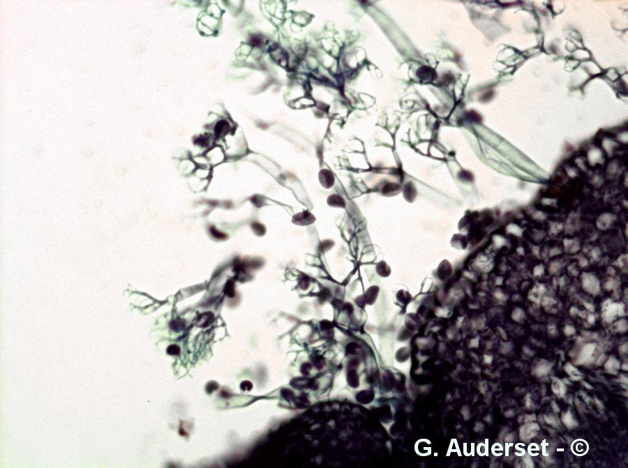 Peronospora parasitica