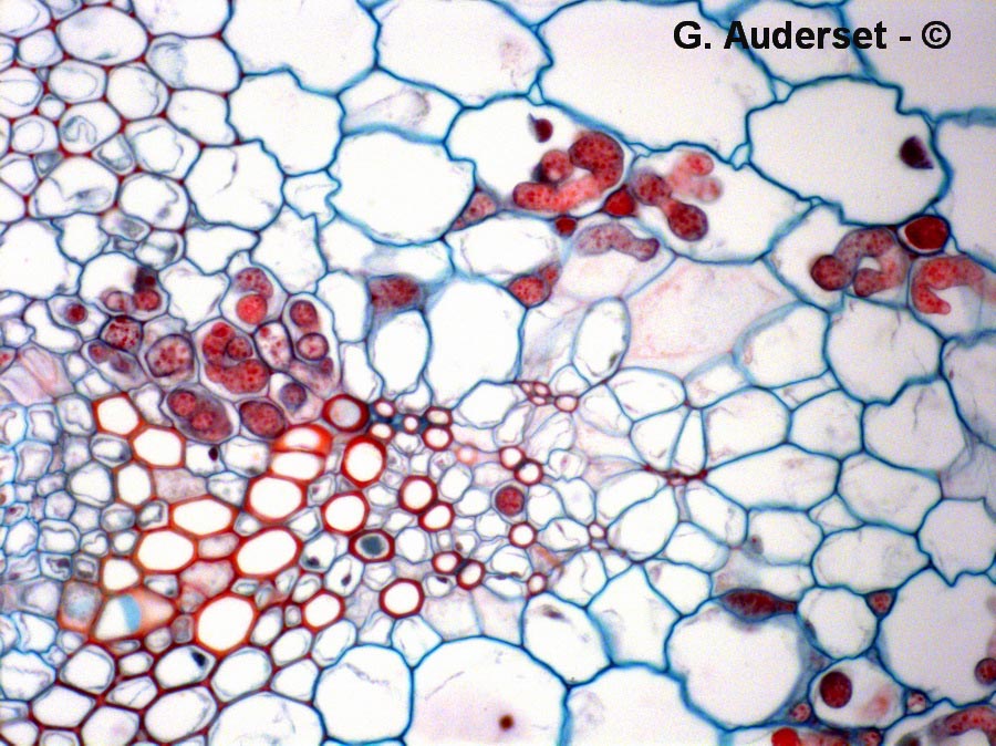Peronospora parasitica