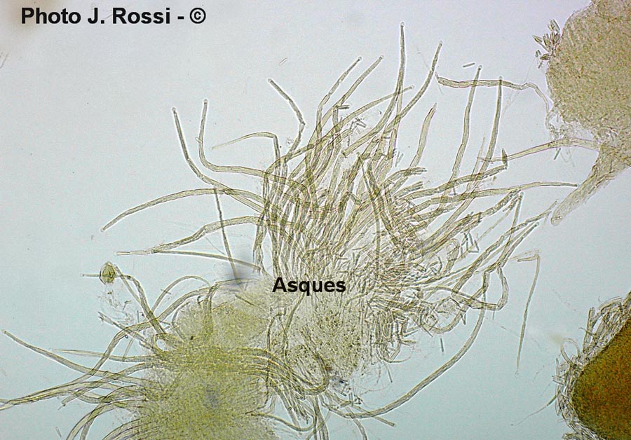 Cordyceps capitata