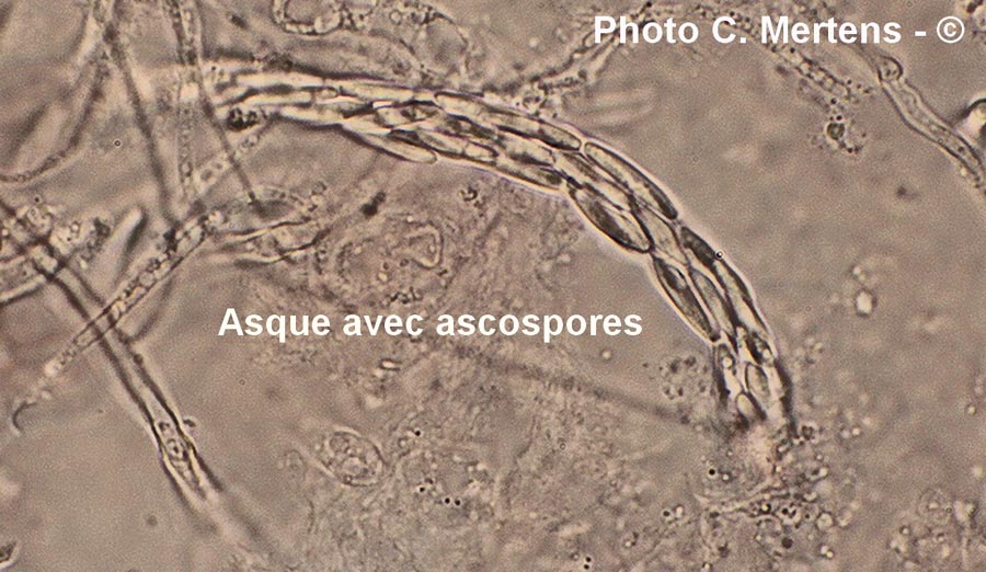 Cordyceps forquignonii