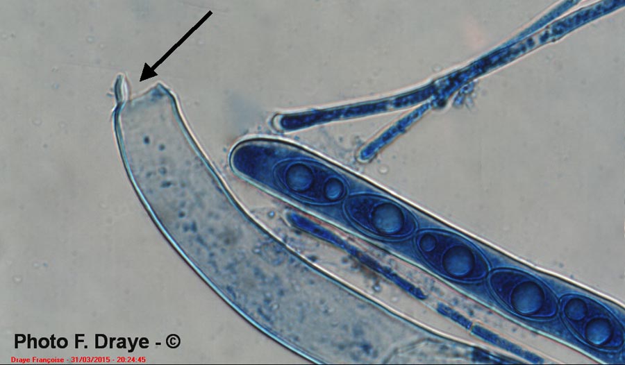 Geopora sumneriana