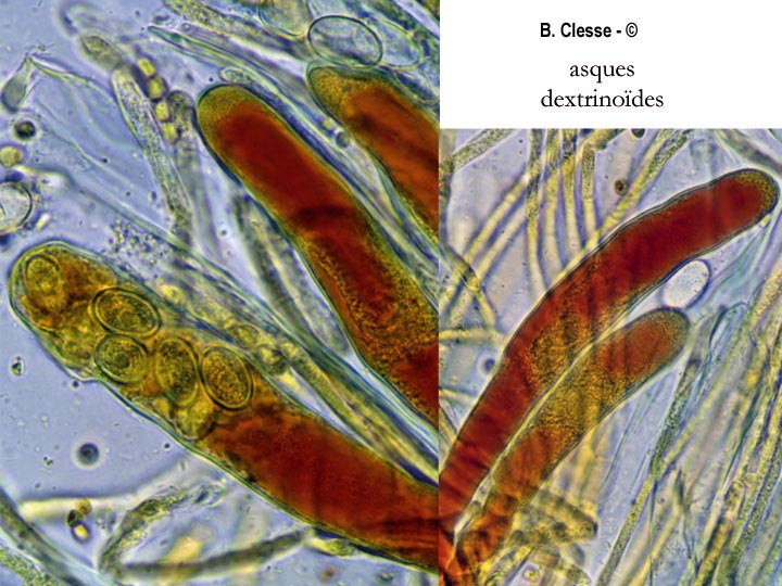 Iodophanus carneus