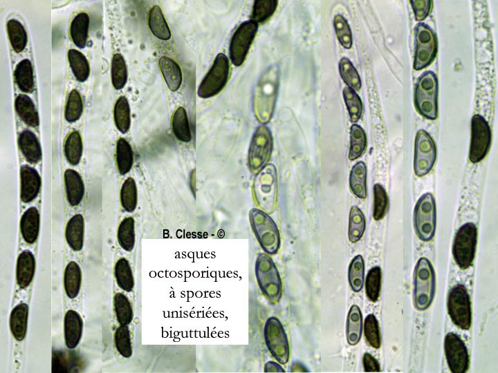 Jackrogersella cohaerens (Hypoxylon cohaerens)